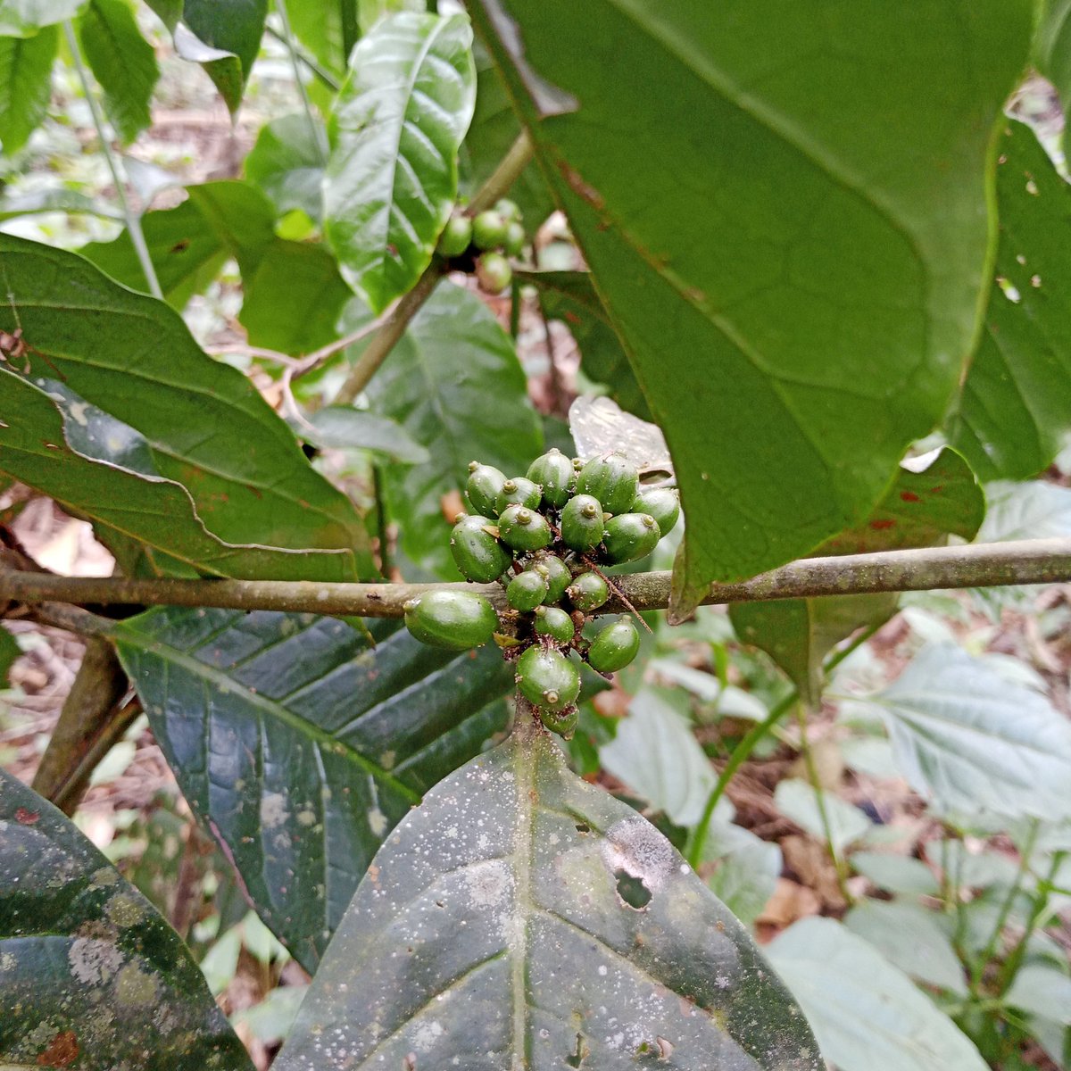 Dominique Kasimba (@dominiquek89097) on Twitter photo Notre caféier donne les prémices 16 mois après sa plantation. Notre terre et notre climat sont très adapté à cette culture mettons y de la bonne volonté pour développer notre agriculture <a href="/fatshi13_/">Félix A. Tshisekedi</a> <a href="/MutombMutshail/">Grégoire Mutshail Mutomb</a> <a href="/julienpalukucom/">JULIEN PALUKU</a> Notre caféier donne les prémices 16 mois après sa plantation. Notre terre et notre climat sont très adapté à cette culture mettons y de la bonne volonté pour développer notre agriculture <a href="/fatshi13_/">Félix A. Tshisekedi</a> <a href="/MutombMutshail/">Grégoire Mutshail Mutomb</a> <a href="/julienpalukucom/">JULIEN PALUKU</a>