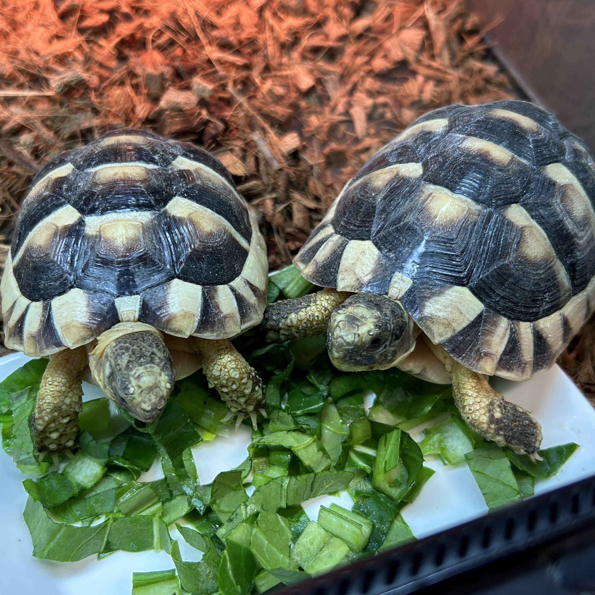 フチゾリリクガメ - Cerca / X