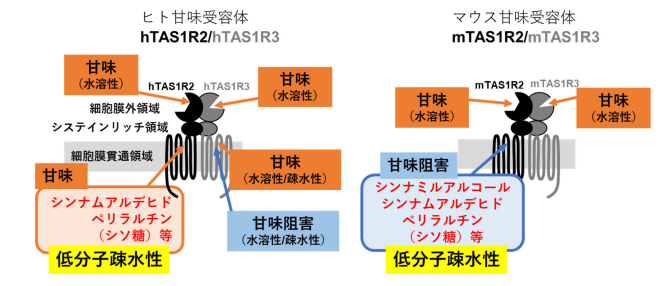 香気成分 - Search / X 香気成分 - Search / X