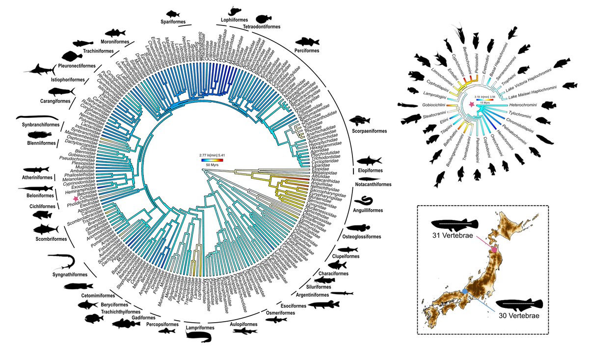 @EcoEvoRxiv (@ecoevorxiv) on Twitter photo Evolvability in vertebrate segmentation
doi.org/10.32942/X2KP8T Evolvability in vertebrate segmentation
doi.org/10.32942/X2KP8T