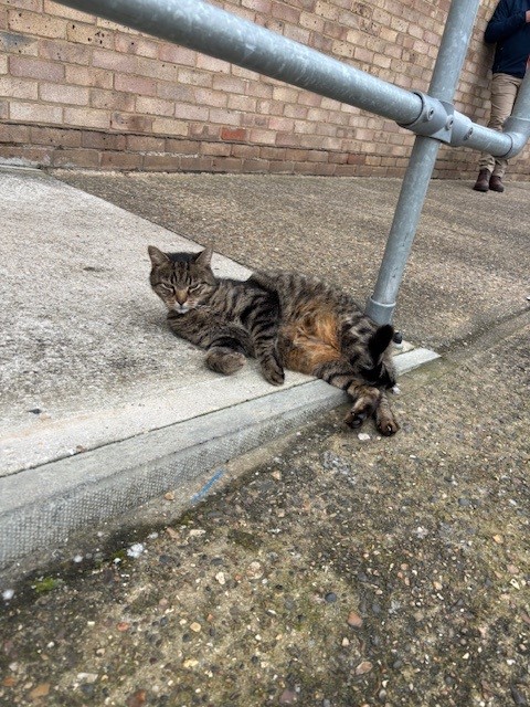 We had a feline that these photos might go down well...

It might not actually be our cat but given our office is frequently being visited by our furry friend here, we pretty much consider it an employee 😀

#OfficeCat #PurrfectPost #FireandSecurity