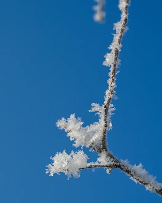 DiscoverJilin's tweet photo. Spring snow melts fast—don’t miss Jilin City’s magical rime scenery! ❄️✨ A fleeting winter marvel. #Jilin #Springsnow #RimeMagic https://t.co/5YvOVYsj4G