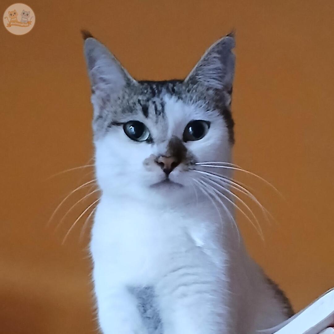 kochengfs's tweet photo. Guys mau tau dong nama kcg! kalian beserta artinya (kalo ada). Pengen tau apakah ada yang namanya lucu/unik 😸. Sender first! nih kenalin cewek namanya Lailah = Eyeliner Sebelah https://t.co/vMprpRjwg9