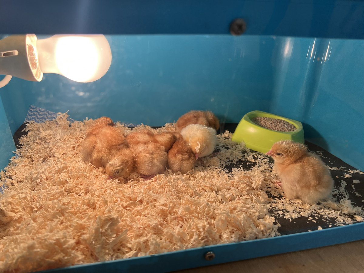 Our baby chicks have hatched at Nursery! We can’t wait for the children to arrive and see what’s happened overnight! 🐣🐥
