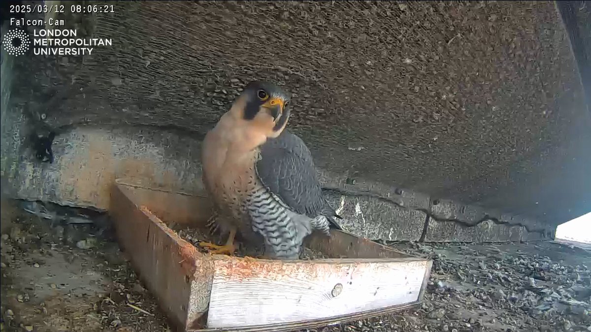Peregrine Falcons return to London Met tower - Watch them live on Falcon Cam

 ianvisits.co.uk/articles/pereg… 

A pair of Peregrine Falcons have returned to their favourite nesting spot on top of a London tower, and a webcam lets you watch them live.