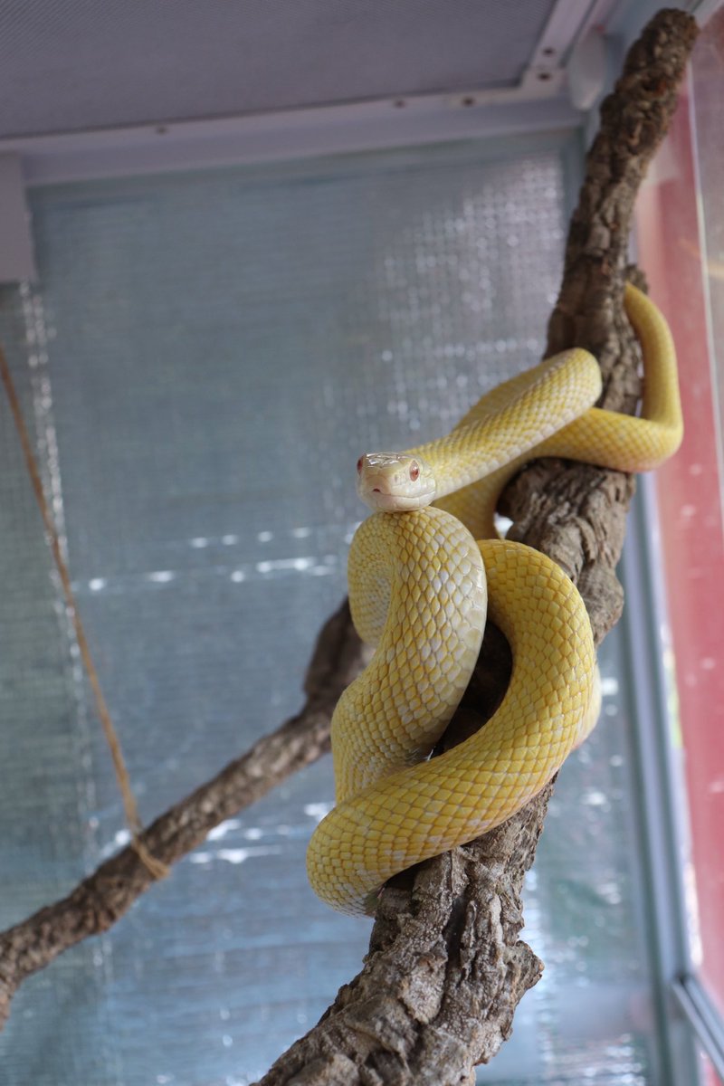 蛇窪神社 公式 on X