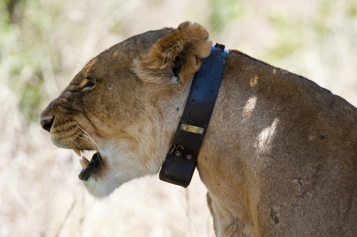 OlPejetaEscapes's tweet photo. Join our Lion Tracking Experience at Ol Pejeta! Track lions with expert guides, aid conservation, and witness them in the wild.
Book now: 📧reservations@olpejetaconservancy.org /📞+254707187141
📸@riothephotographer
#LionTracking #BigCatsOfOlPejeta #WildlifeAdventure https://t.co/QiIAHpGT94