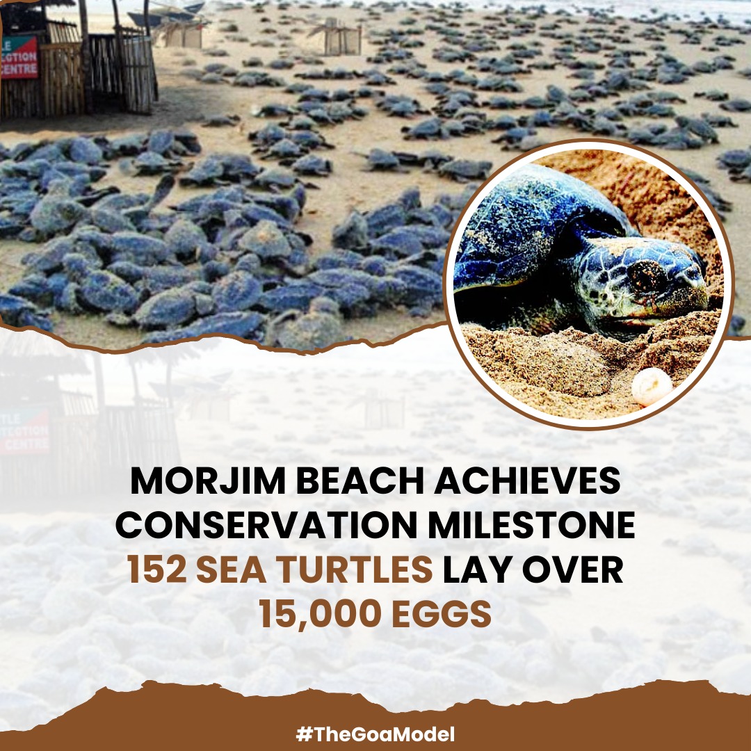 The_GoaModel's tweet image. Morjim Beach marks a conservation win! 152 sea turtles laid 15,000+ eggs this nesting season, highlighting successful conservation efforts at Morjim, a critical nesting site for the endangered Olive Ridley turtles.

#TheGoaModel #MorjimBeach #SaveTheTurtles