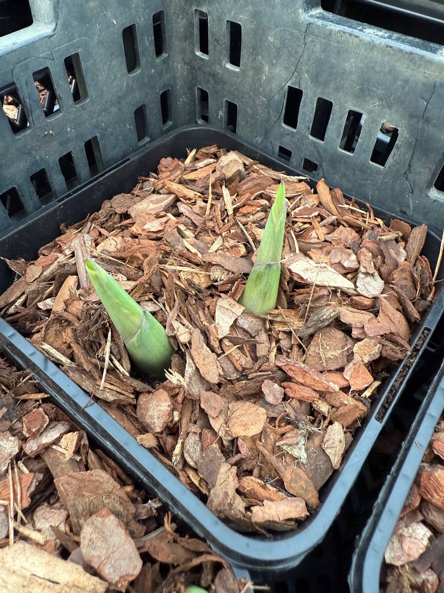 Sienna Hosta tweet media