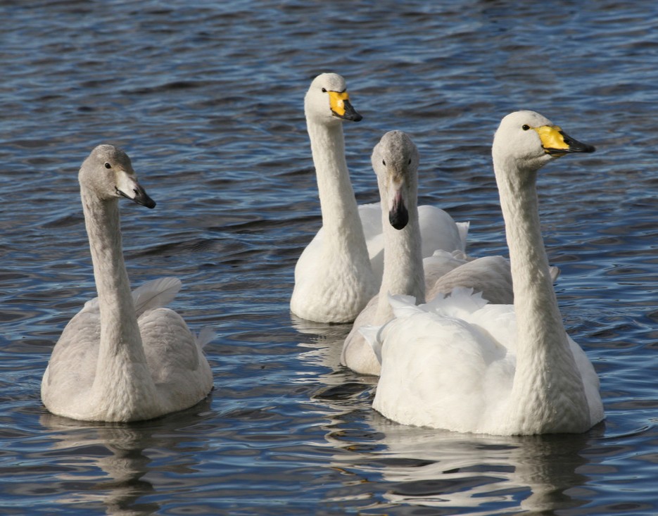 WWT Martin Mere (@wwtmartinmere) on Twitter photo Last Wild Bird Feed 16 March π¦’
With the weather getting warmer, our migratory species are starting to make their way back home. Therefore, our last Daily Wild Bird Feed will take place on Sunday 16 March.
Daily Wild Bird Feeds: ow.ly/uyGz50VfrGj Last Wild Bird Feed 16 March π¦’
With the weather getting warmer, our migratory species are starting to make their way back home. Therefore, our last Daily Wild Bird Feed will take place on Sunday 16 March.
Daily Wild Bird Feeds: ow.ly/uyGz50VfrGj