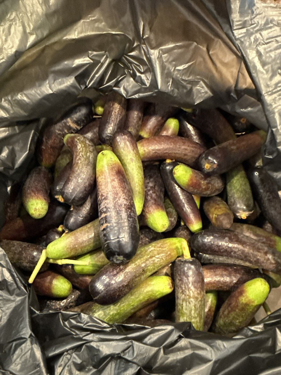 Did you know there are seedless avocados? Fuerte  often puts them out and are referred to as cukes, because they look like cucumbers. 

I recently saw a facebook marketplace post of someone selling a whole bag of them and it turns out his entire tree only produces seedless