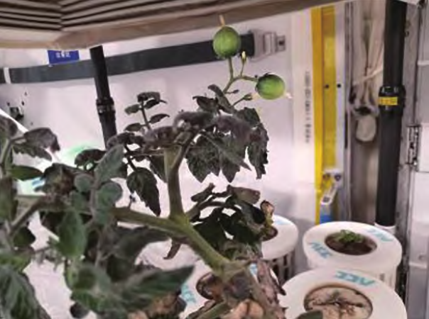 CNSpaceStation's tweet image. 🌳🍀Today is National #TreePlantingDay in China. Our Shenzhou astronauts aboard the @CNSpaceStation are nurturing a “space garden,” turning their orbital home into a thriving oasis. 

💚Together, we&apos;re rooting for a greener future! [📷/CMS]