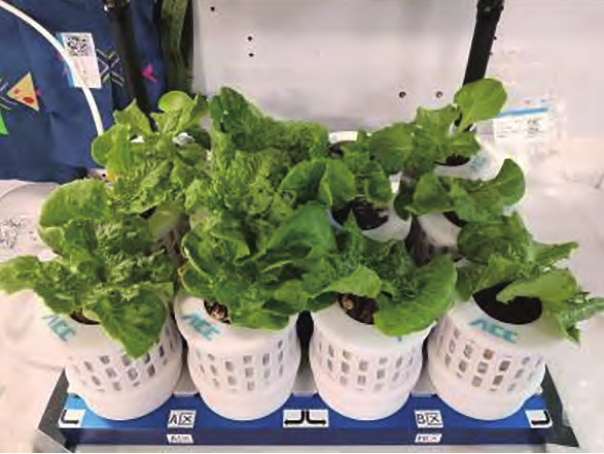 CNSpaceStation's tweet image. 🌳🍀Today is National #TreePlantingDay in China. Our Shenzhou astronauts aboard the @CNSpaceStation are nurturing a “space garden,” turning their orbital home into a thriving oasis. 

💚Together, we&apos;re rooting for a greener future! [📷/CMS]