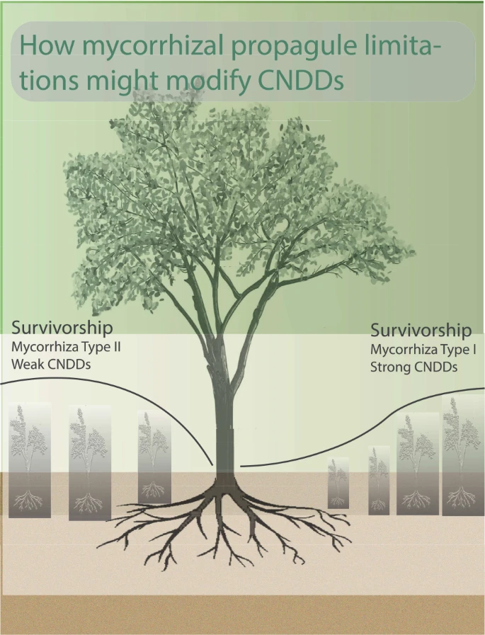 Does the mycorrhizal mediation hypothesis capture biogeographical patterns in plant-soil feedback? the case of conspecific negative density dependencies. With Hans Lambers link.springer.com/article/10.100…