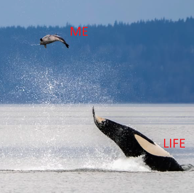 Sir DOGEY (@sirdogey) on Twitter photo 