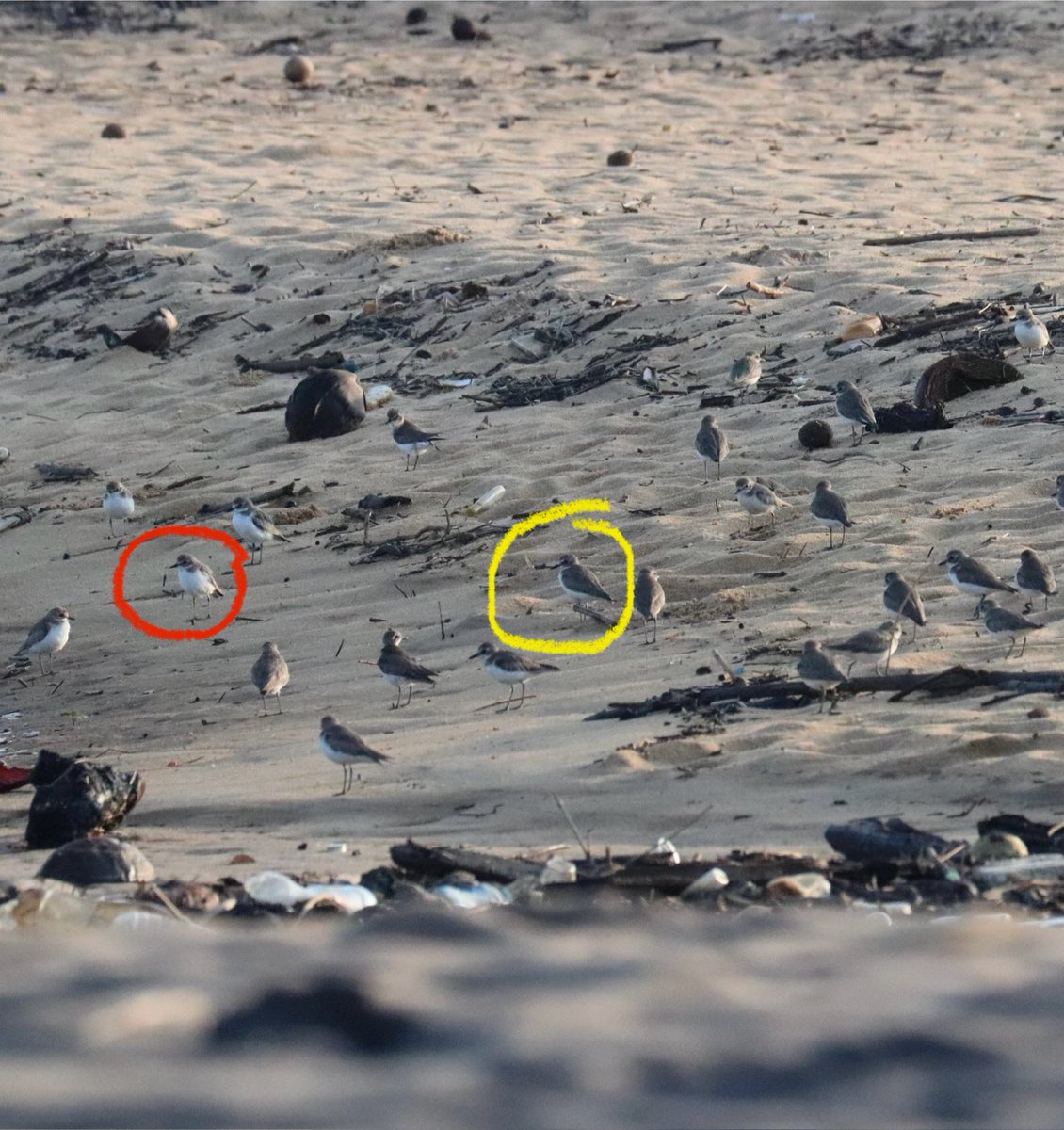 Sri Lanka - Galle Beach. Flock of around 30 Sandplovers. Just what you need before breakfast - sorting through this lot … 😎🤷🏻‍♂️🤔🙄😳😩😎