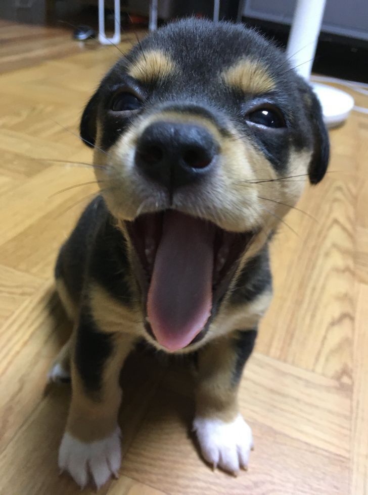 out of context dogs (@contextdogs) on Twitter photo 