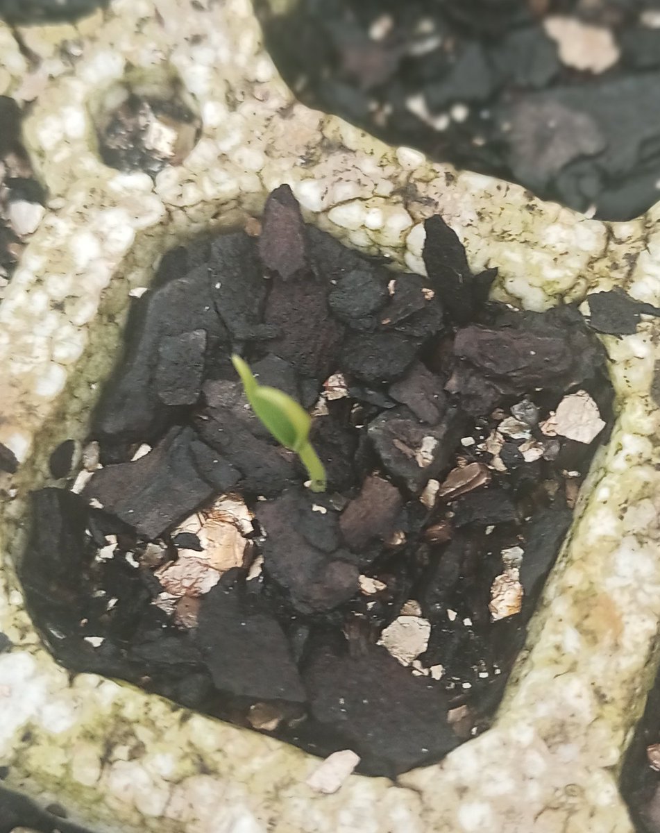 curatedchapter1's tweet photo. Waiting for chilli seeds to germinate is a special kind of anxiety.
Did I plant them too deep? Too shallow?
Is the soil too wet? Too dry?
Every day feels like a suspense thriller starring me, staring at the soil. The finally the seed germinates!
#GardeningAnxiety #ChilliSeeds https://t.co/UOnhAtV8NQ