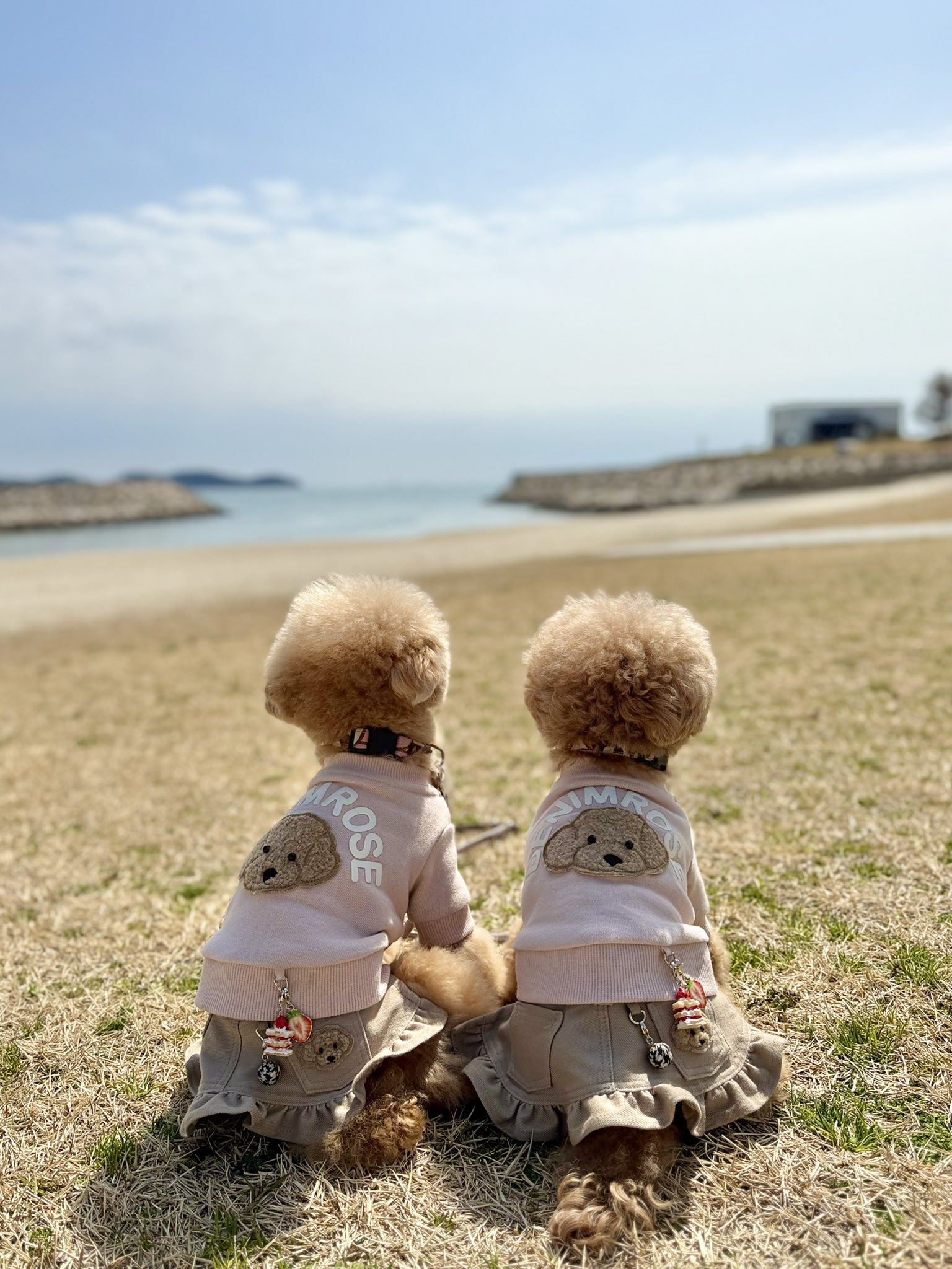 みほ様☆犬服☆ハンドメイドオーダー☆3着✩.*˚ M☆C様☆犬服☆ハンドメイドオーダー - メルカリ