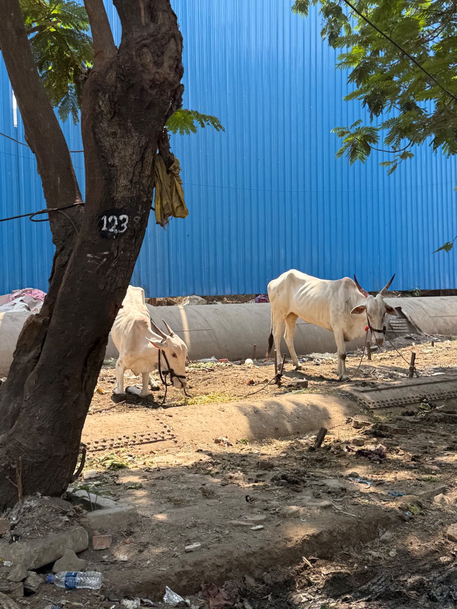 <a href="/mybmcWardHE/">Ward HE BMC</a>
<a href="/OfficeofPoonamM/">Office of Poonam Pramod Mahajan</a>
<a href="/mybmc/">माझी Mumbai, आपली BMC</a>
 Vakola Pipeline Rd, Shanti Ngr, Scruz (E), outside <a href="/poonam_mahajan/">Poonam Pramod Mahajan</a> office
<a href="/CMOMaharashtra/">CMO Maharashtra</a> 
lane outside our gate is encroached upon by nomads and their 30+ cows,  extremely filthy and breeding place for mosquitoes+diseases. SOS action reqd