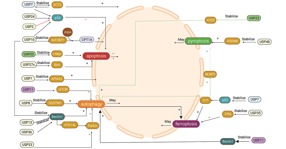 GenesNDiseases's tweet image. New review article alert!

This review summarizes the main classifications of #ProgrammedCellDeath (PCD) and its role in #BreastCancer (BC), outlines the functional mechanisms of #UbiquitinSpecificProtease (USP) and PCD in BC, and lays the foundation for tumor diagnosis and…
