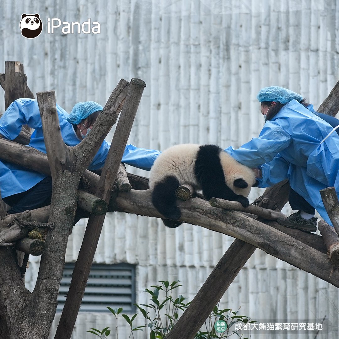 ipandacom's tweet photo. Escorted by two nannies + an exclusive ‘VIP lane’. Our dear Xiu Li wouldn’t go home without a little royal treatment😎!  

#panda #ThursdayThoughts #PandaPic #ChengduPandaBase #PandaFun #BestJobInTheWorld  

For more panda information, please check out: https://t.co/hXNeewwBNN https://t.co/bH7CoBrG8s
