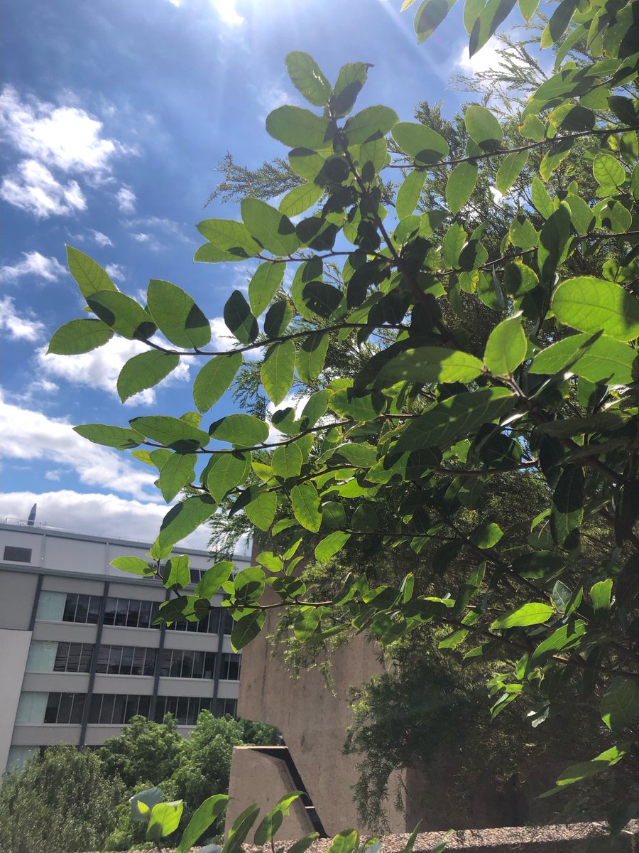 In celebration of UTS’ partnership with Climate Action Week Sydney 2025, we are highlighting some of our favourite native plants at Waraburra Nura. These are images from three recently planted Telopea speciosissimas, as well as our very established Ficus coronata tree!