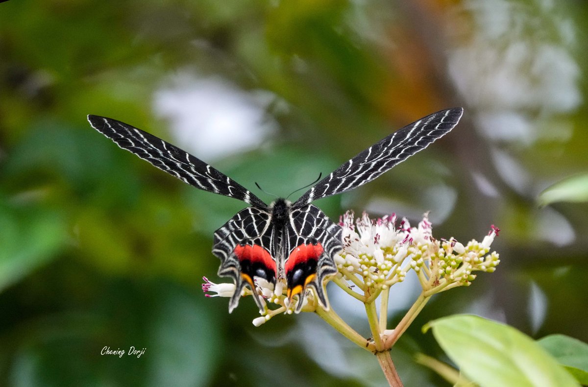 WWF-Bhutan tweet media