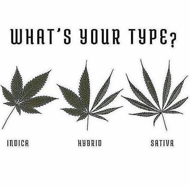 Hybrid &amp; Sativa, def no on Indica