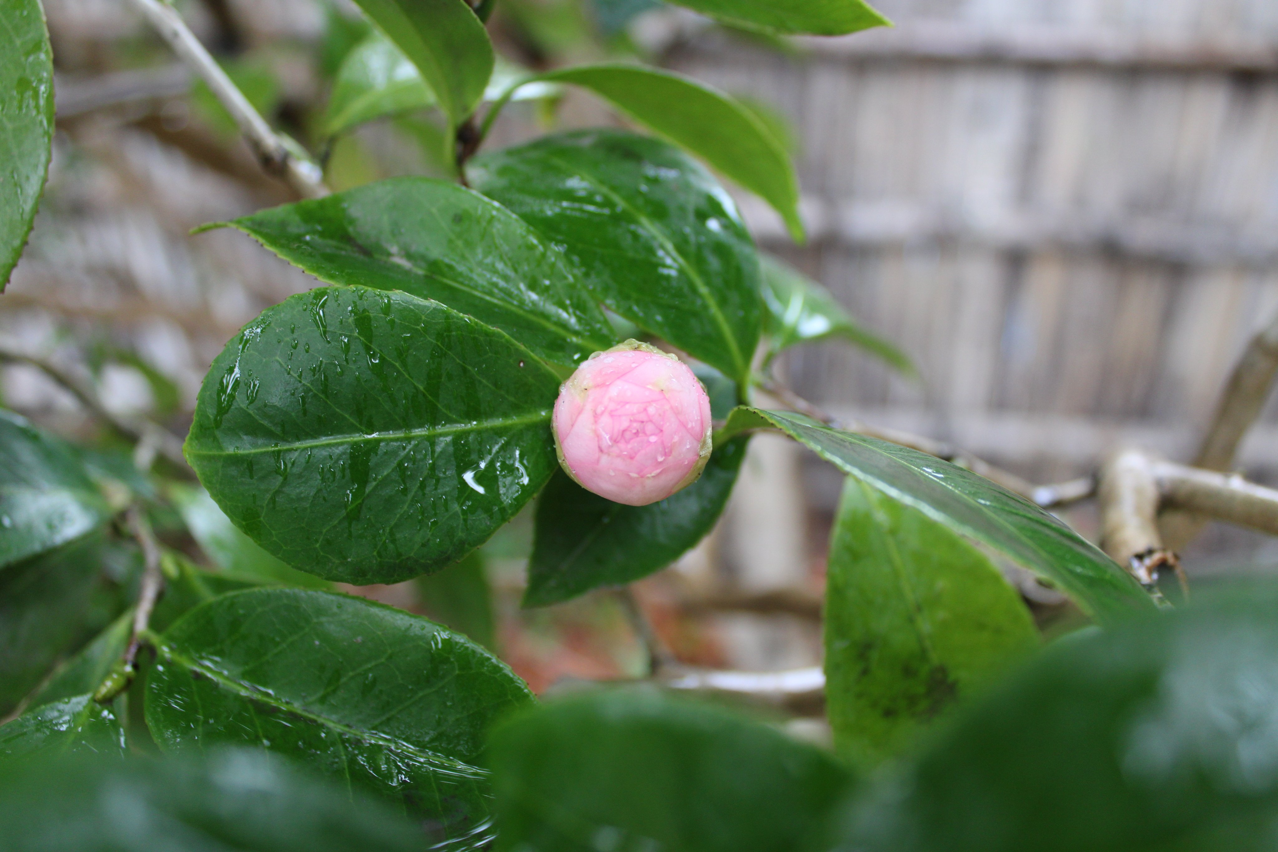 松&椿様♡ありがとうございます♡ 椿様 ご専用 - メルカリ