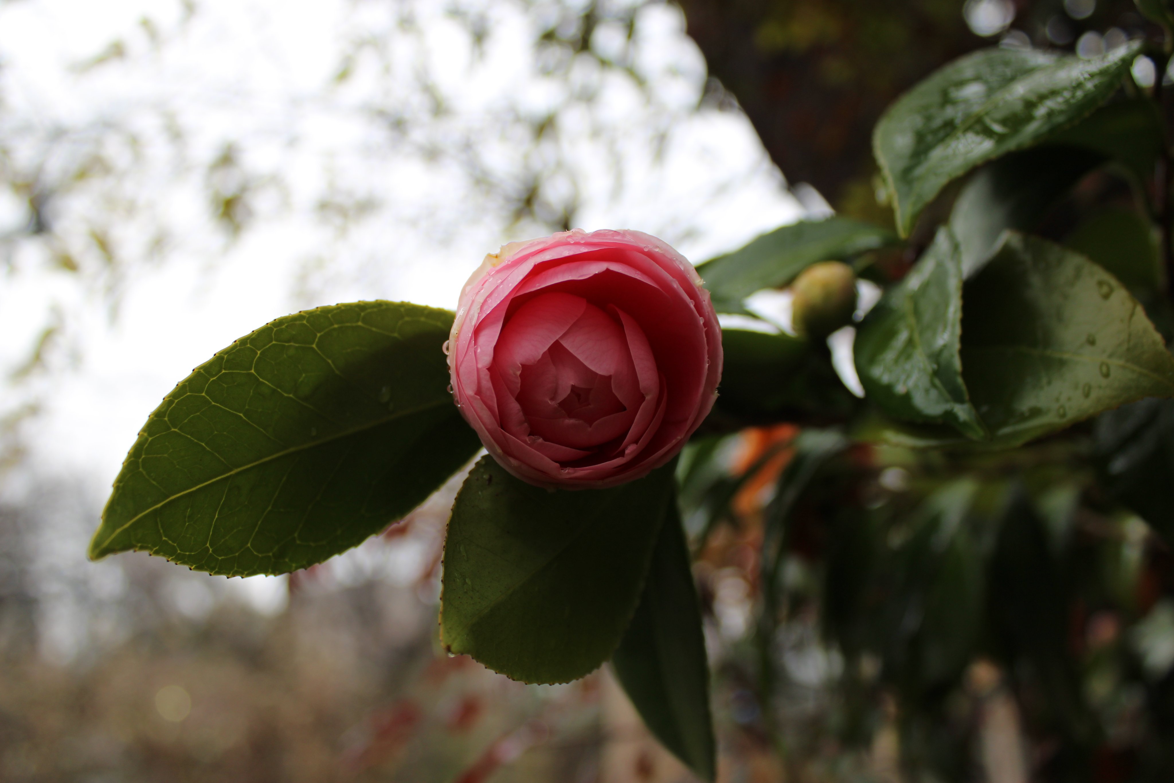 松&椿様♡ありがとうございます♡ 向島百花園 on X: 