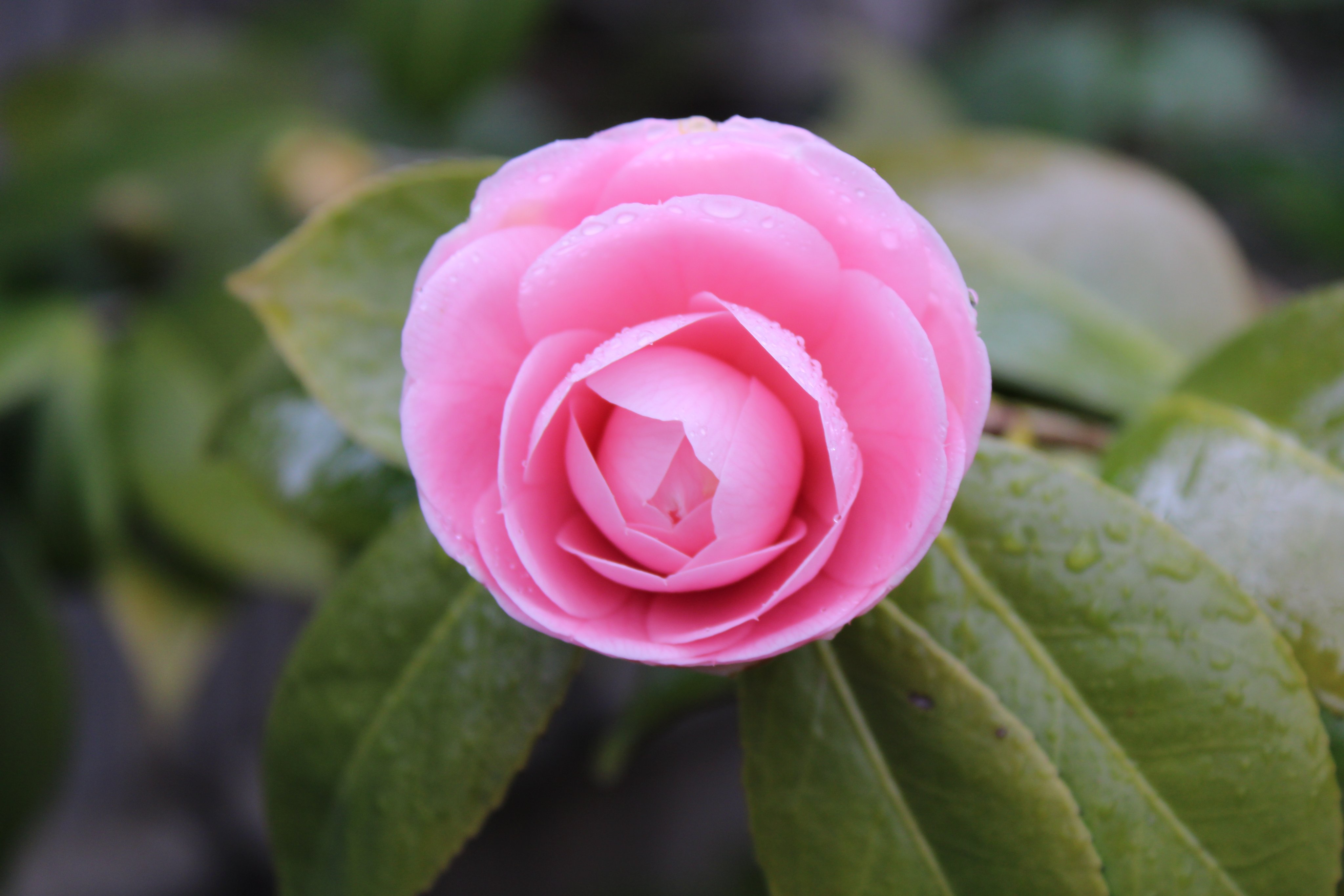 向島百花園 on X: 