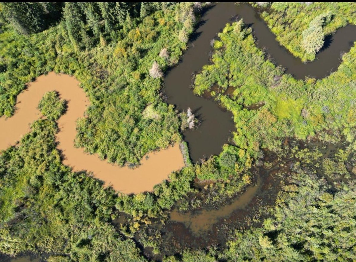 A beaver dam in showing its ability to hold back sediment pollution during heavy rainfall, reducing downstream erosion