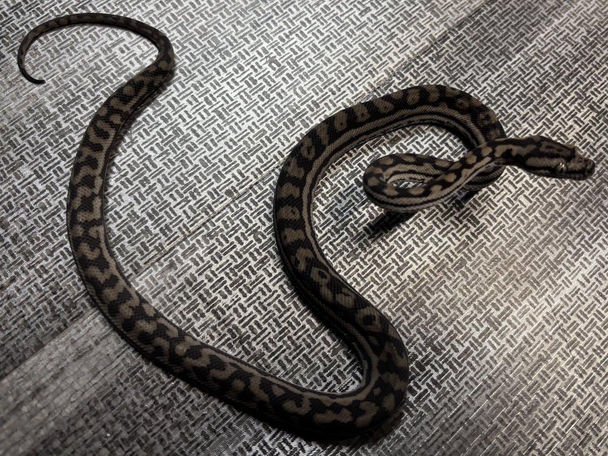 インランド入荷してます☺️
どれも特徴がしっかり出ていて渋い個体たちです！
今ならオスメスペア取り、生体も好みの個体を選べますのでお早めに🩷

オス　¥148,000-
メス　¥178,000-

お問い合わせはDMにお願い致します🤲

#カーペットパイソン