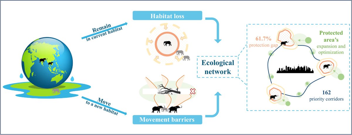 IntCon's tweet image. New Research Alert!
Long-distance corridors are crucial for #AsianElephants to adapt to #ClimateChange. Identified 162 priority corridors, enhancing habitat connectivity & resilience. Vital for future #Biodiversity conservation. #conservation
Read more: doi.org/10.1002/inc3.7…