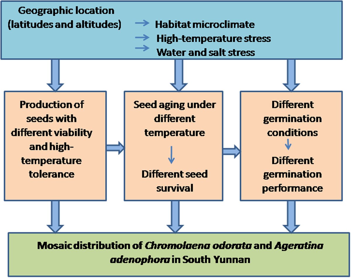 IntCon's tweet image. How does temperature shape the spread of invasive plants?
This study reveals how seed–habitat thermal interactions influence the mosaic distribution of Chromolaena odorata and Ageratina adenophora in Yunnan China.
Read more: doi.org/10.1002/inc3.7… #InvasiveSpecies #SeedEcology