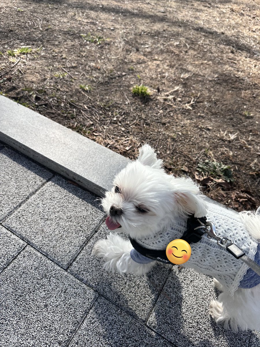 날 풀려서 신나게 걷기😳