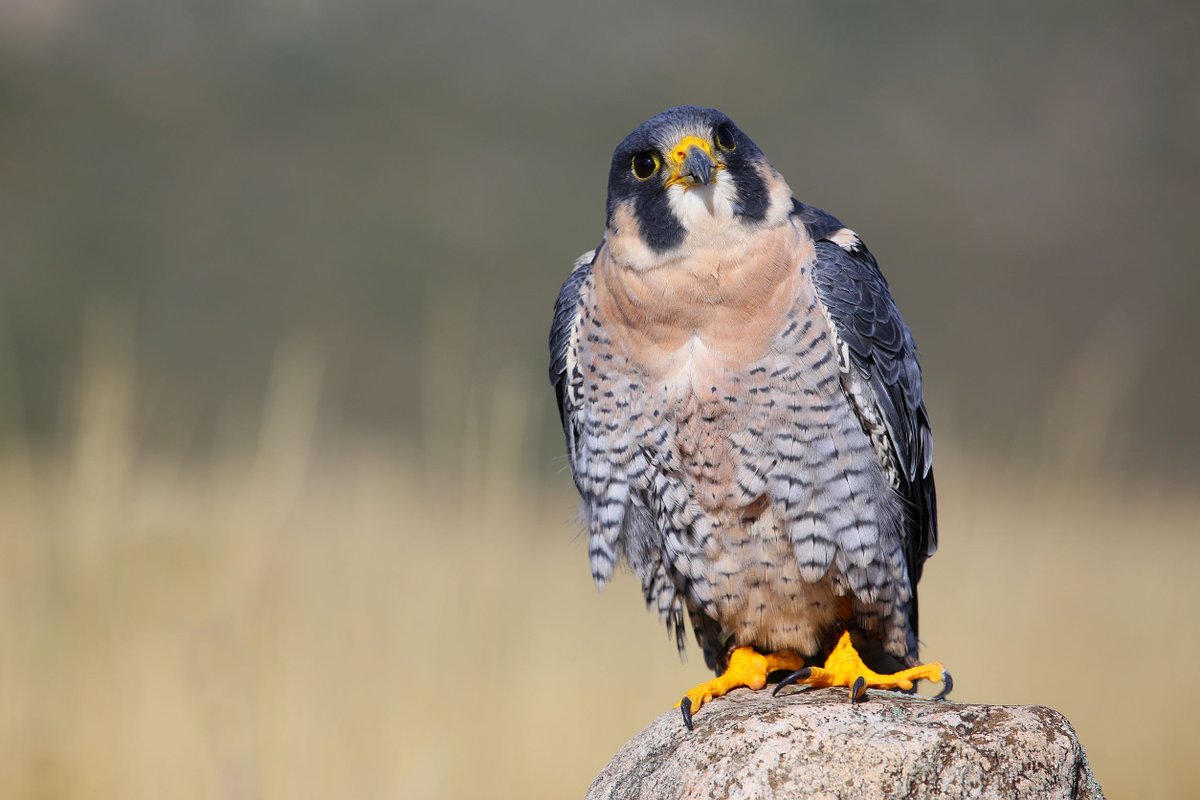 Van ei tot uitvliegen: kijk mee met de nestcams! 🦉🦅 Het broedseizoen is begonnen. Kijk 24/7 mee hoe de kerkuilen bij De Tapuit en de slechtvalken in de watertoren Scheveningen hun eieren leggen, uitbroeden en hun jongen grootbrengen. Kijken kan via dunea.nl/duinen/kerkuil…. 👀