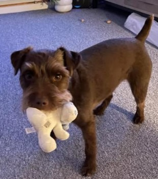 millypod1's tweet image. 🆘9 MAR 2025 #Lost NUTMEG #ScanMe #Tagged
#StillMissing Brown Patterdale Terrier Female 
Royden Park #Frankby #Birkenhead #Wirral #Merseyside #CH48 
doglost.co.uk/dog-blog.php?d…