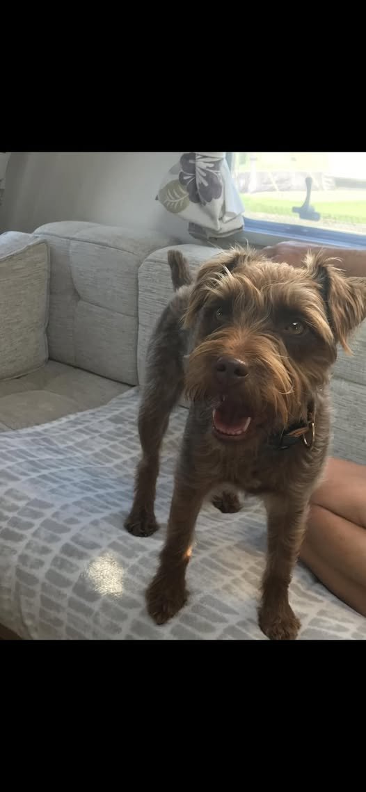 millypod1's tweet image. 🆘9 MAR 2025 #Lost NUTMEG #ScanMe #Tagged
#StillMissing Brown Patterdale Terrier Female 
Royden Park #Frankby #Birkenhead #Wirral #Merseyside #CH48 
doglost.co.uk/dog-blog.php?d…