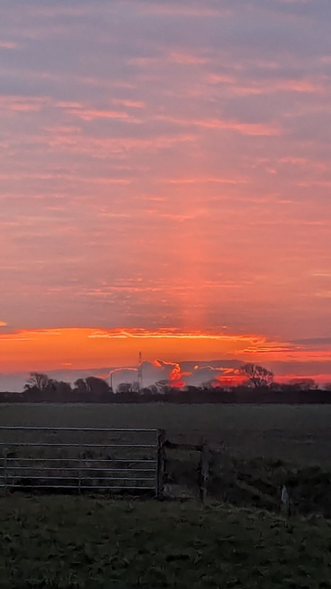 AppledoreTurkeys (@appledoreturkey) on Twitter photo 