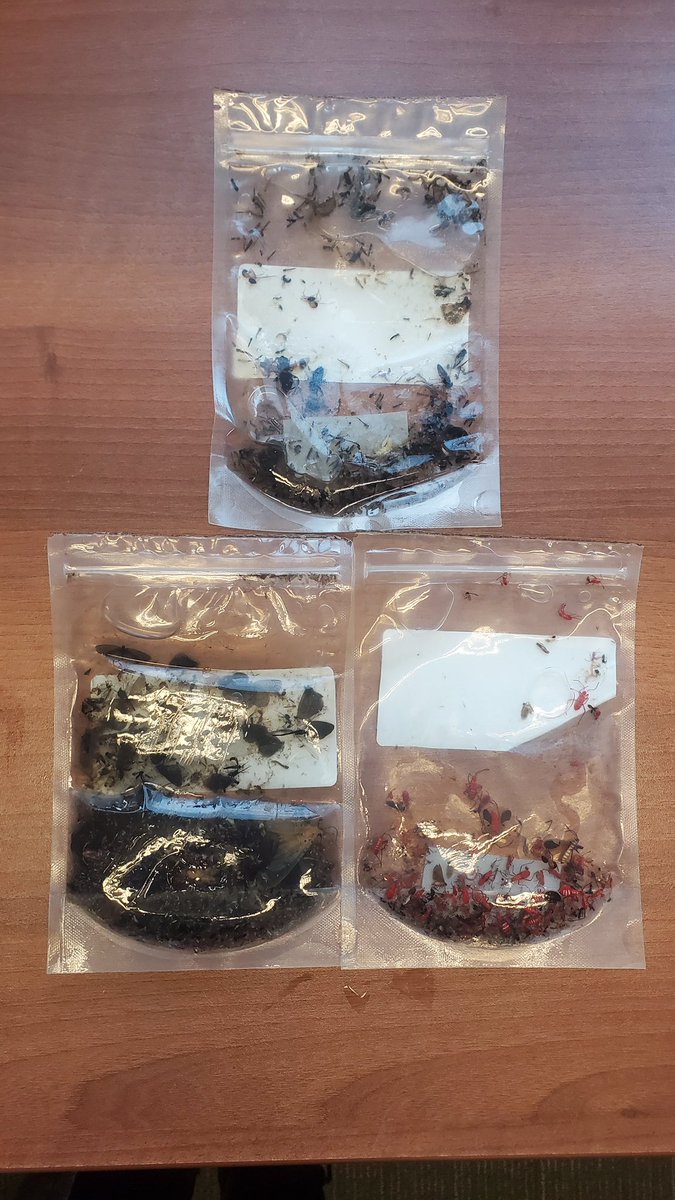 acdblab's tweet image. Our first batch of samples from Ghana has arrived! Each specimen holds a piece of the biodiversity puzzle, bringing us closer to deeper insights and conservation impact. Excited for the next steps! #BiodiversityData #NbSProject