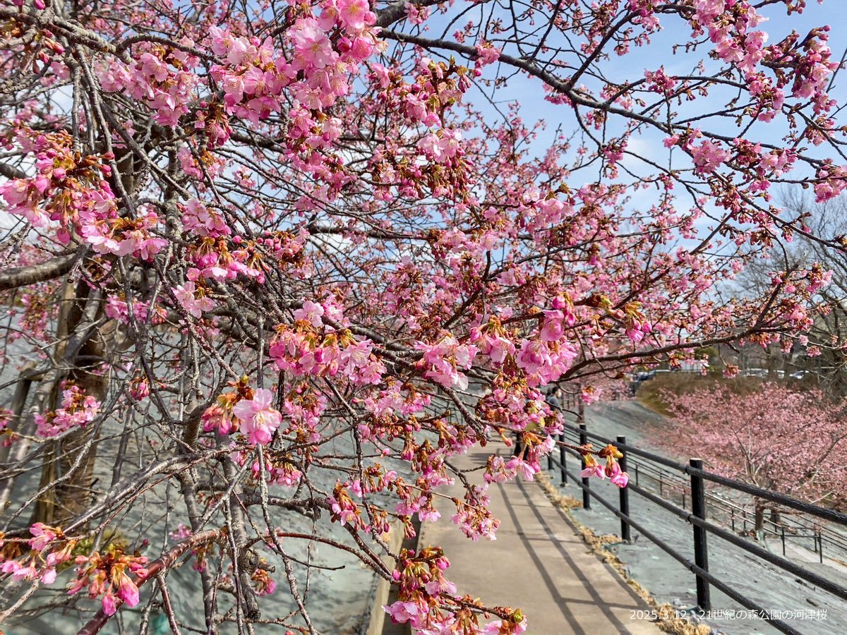 🌸🌸 いわき市桜情報2025 🌸🌸 21世紀の森公園の河津桜 ✿ 3分咲き（3