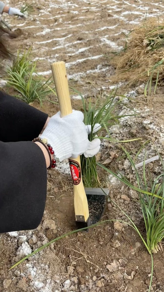 HenanWonderful's tweet image. 🌱🌍 𝑃𝑙𝑎𝑛𝑡 𝑎 𝑇𝑟𝑒𝑒, 𝐺𝑟𝑜𝑤 𝑎 𝐹𝑢𝑡𝑢𝑟𝑒! 
On this #TreePlantingDay, let&apos;s add more green to the world and make the earth a better place. 🌳💚 Take a look at the land my friends and I planted! How does it look?😜#GreenerTomorrow