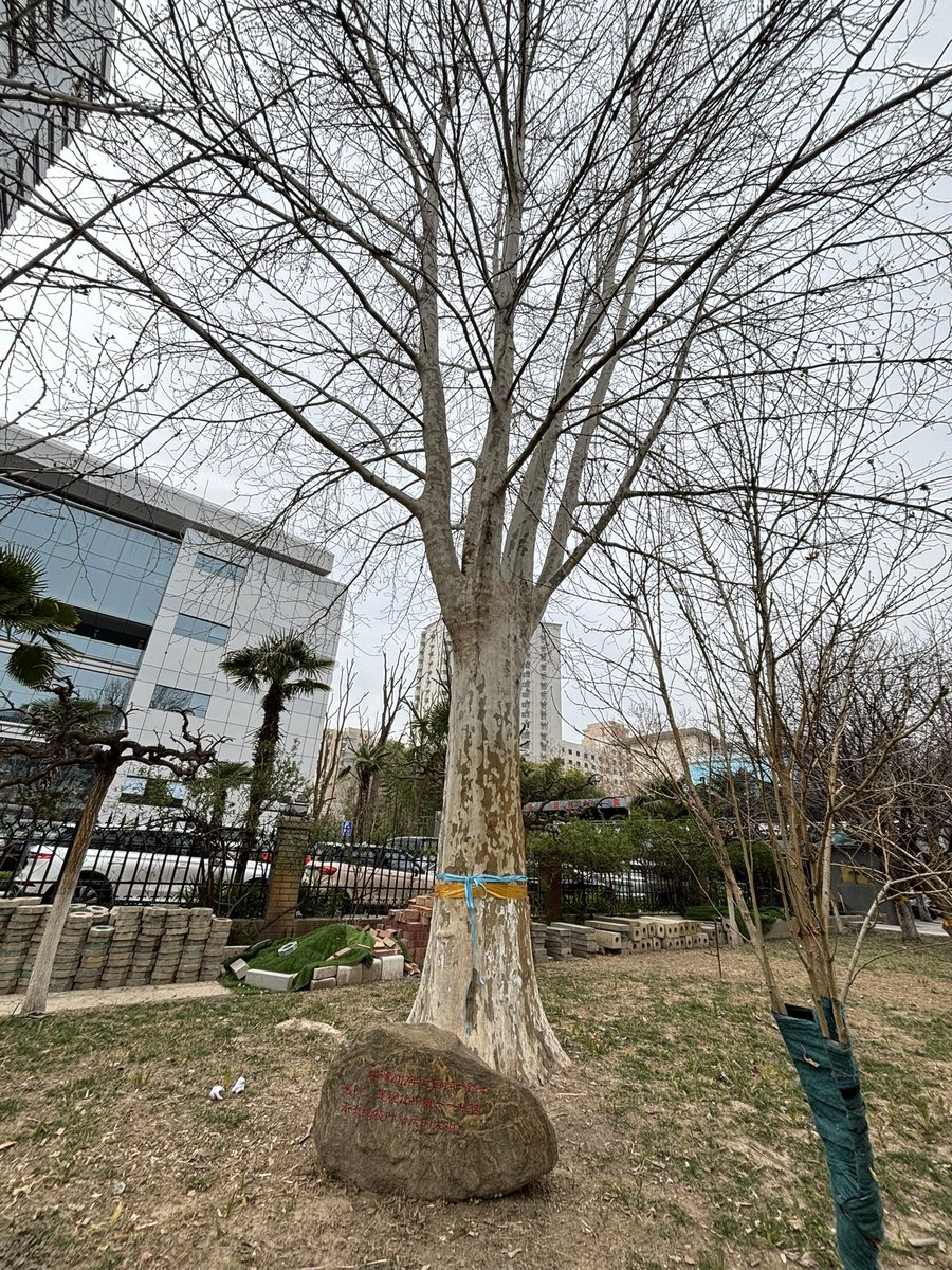 HenanWonderful's tweet image. 🌱🌍 𝑃𝑙𝑎𝑛𝑡 𝑎 𝑇𝑟𝑒𝑒, 𝐺𝑟𝑜𝑤 𝑎 𝐹𝑢𝑡𝑢𝑟𝑒! 
On this #TreePlantingDay, let&apos;s add more green to the world and make the earth a better place. 🌳💚 Take a look at the land my friends and I planted! How does it look?😜#GreenerTomorrow