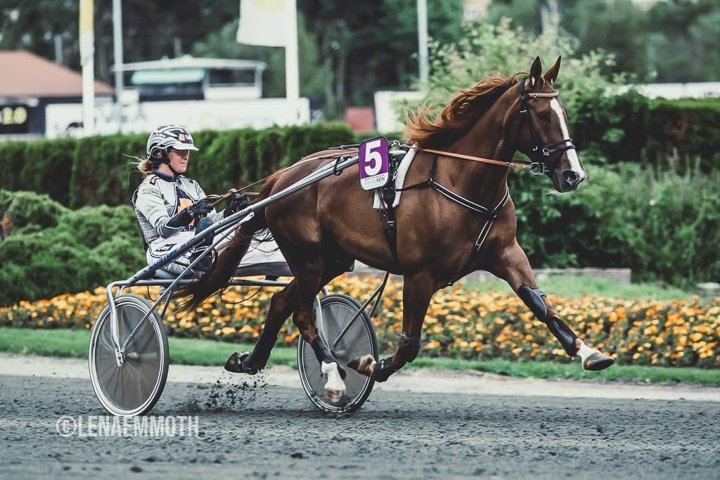 Vera Spiro (688 000, *11.0) är till salu som fölsto. Hon har lämnat två fina fuxungar såhär långt. Vet ni någon som är intresserad så hör av er vetja! Vi kan tänka oss att låna ut henne också. Hon beräknas föla i maj.