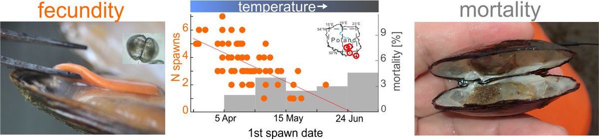 How superorganisms go extinct? 🆘😱 

Today, we're being helped to answer that question by... mussels! 👍

📖The full article is available at: nature.com/articles/s4159… 

#mussels #extinct #uniocrassus #bivalvia