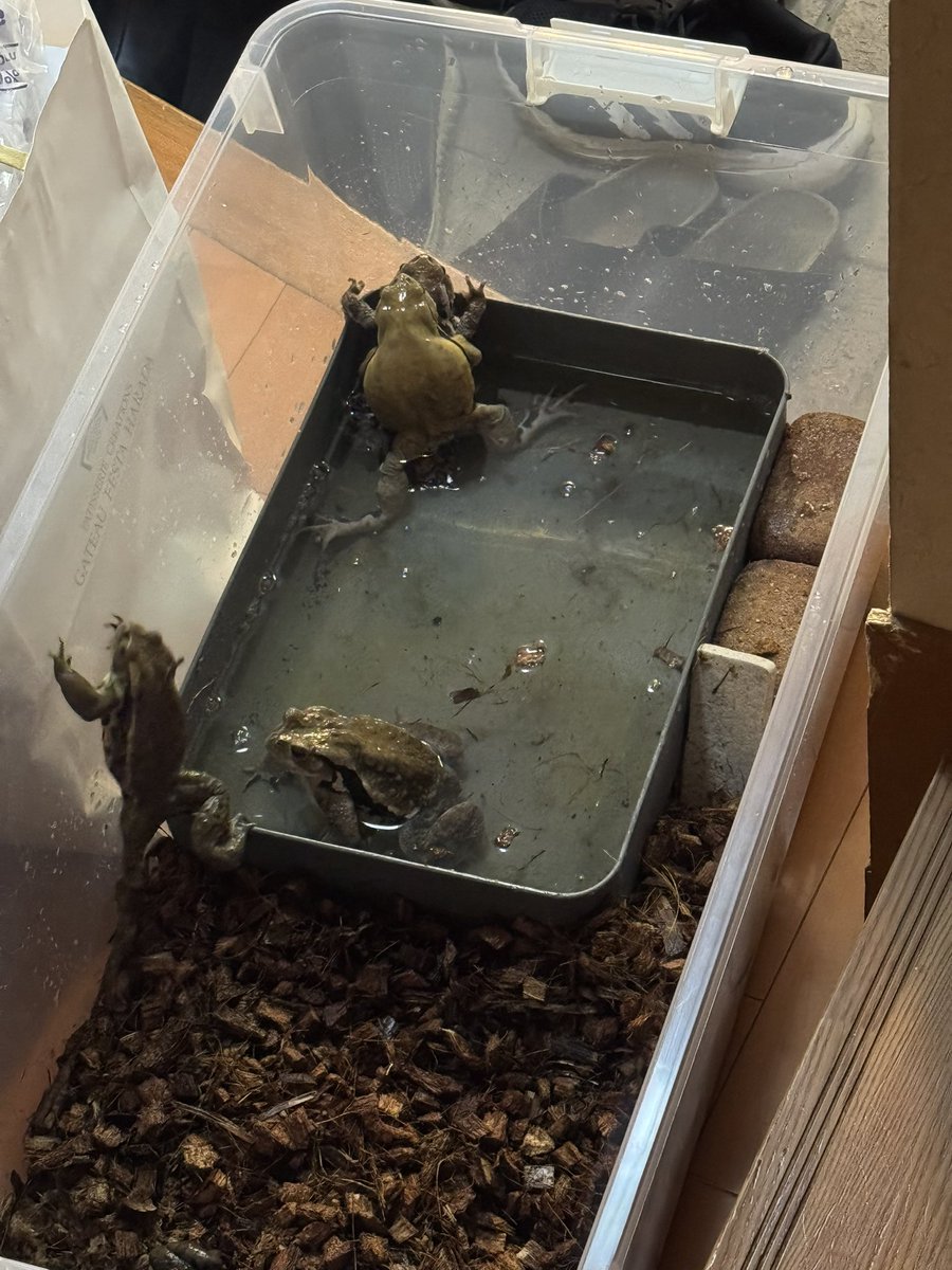 emo5ch's tweet photo. 逃がしに行く場所を考えてるけどとりあえず仮住まいのヒキガエル。 https://t.co/6U0x40U3jY