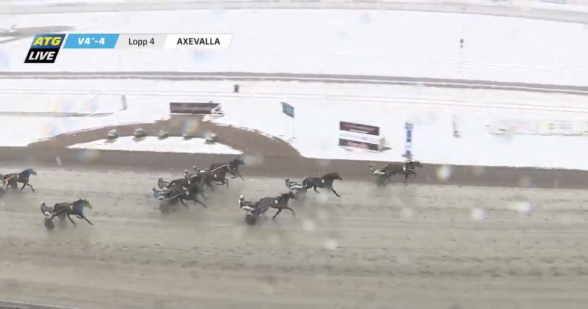 Picobello duktig tvåa på Axevalla!🥈En stark insats i det dåliga vädret av Picobello som via en vid slutkurva spurtade in som tvåa bakom favoriten, vilket gör att han får fylla på sin startprissumma med 17.500 kronor.