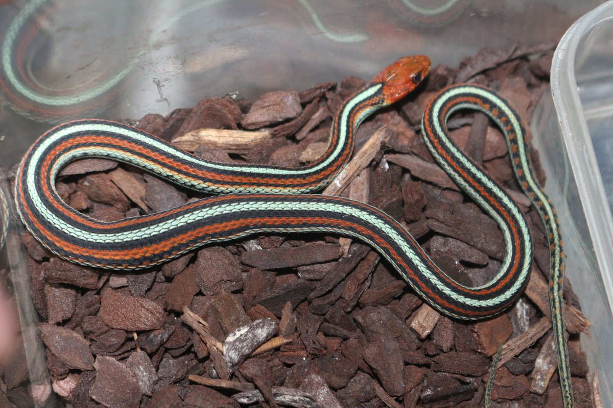 サンフランシスコガータースネーク🐍
マウスしっかり食べてます🐀